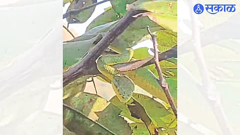 The Green Ghonas i.e. Bamboo Peat Viper snake found by the pilgrims below the Astamba peak.