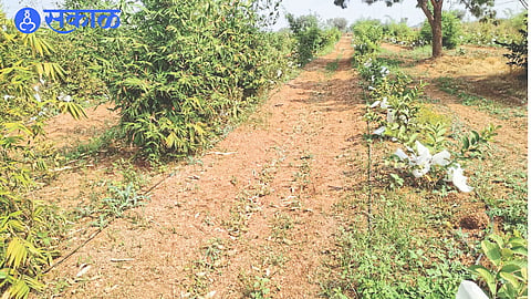 An evergreen guava garden as an intercrop planted in a bamboo field by Haribhau Sonwane.