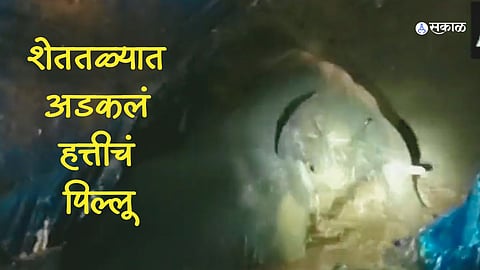Elephant Rescued Video