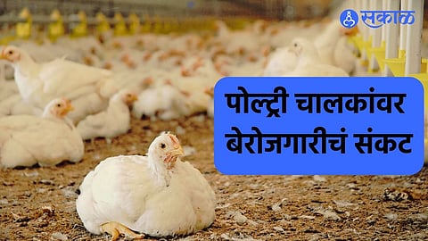 पोल्ट्री व्यवसाय धोक्यात? मोठ्या कंपन्यांकडून रचलं जातय षडयंत्र, अशा पद्धतीने मोडलं जातय पोल्ट्री चालकांचं कंबरड