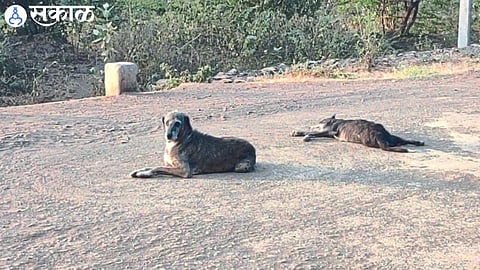 A dog that has not moved since Sunday night, from a dog that died in an accident.
