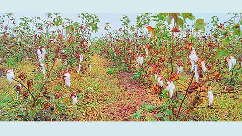 Agriculture Loss