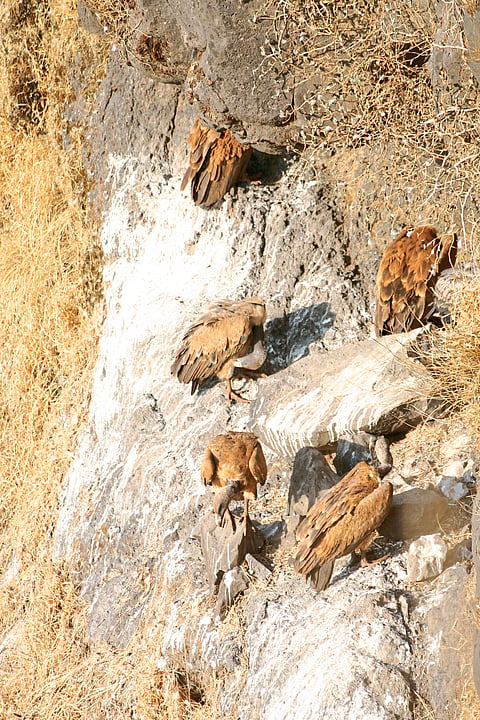 पिंगोरीत गिधाड संवर्धन, प्रजनन केंद्र