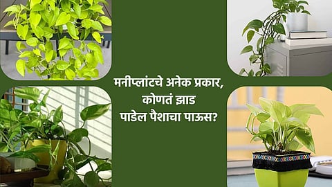 Home Gardening Tips 