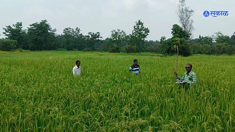 Rice Planting thane 
