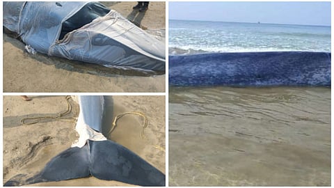 Blue whale
