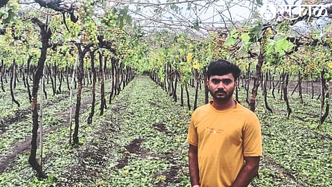 Amol Patil standing in the damaged vineyard.