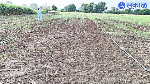 Onions withered in the field due to lack of water