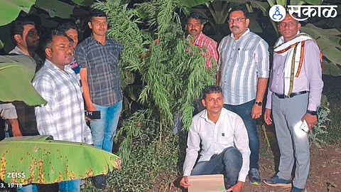 Kiran Kumar Khedkar, Dinesh Bhadane, Sandeep Gosavi, Sunil Padvi, Mohan Dhamdhere, Vishal Nagre etc. of the local crime branch while taking action against the illegal ganja planter in the banana field at Nawanagar (T.Shahada).