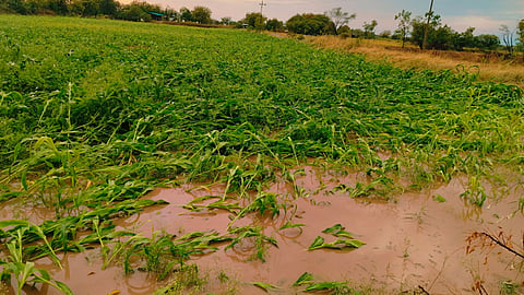 Agriculture Loss