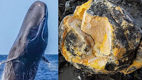 Whale Fish Vomit