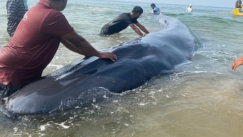 Baby whale stuck on Ganapatipule beach in Ratnagiri Successfully rescued to deep sea  
