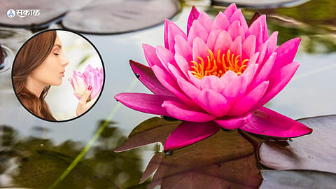 Lotus Face Packs