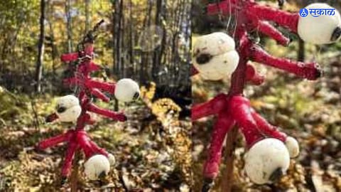 Dolls Eye fruit