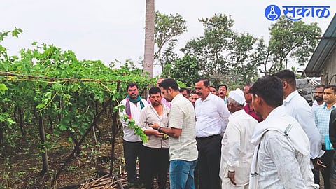 Collector Jalal Sharma, District Magistrate Babasaheb Gadve, Tehsildar Aba Mahajan while inspecting damaged agriculture in Somthan Desh village.