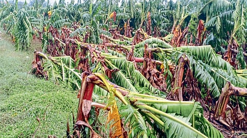 unseasonal rain agricultural crop damage hail rain weather