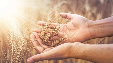 a good alternative to barley for diabetics persons health doctor marathi news