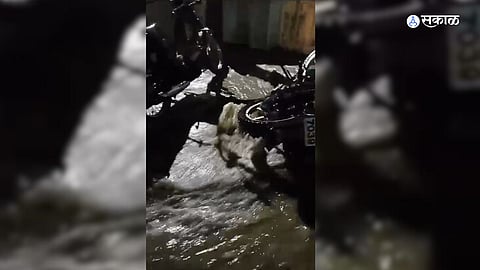pune rain water blocked sewage canal entered Pearl Society in Fursungi weather 