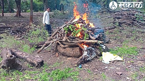 Forest staff performing cremation on a leopard.