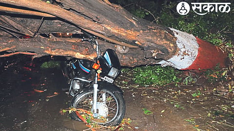 The city received heavy rains along with strong winds on Thursday. Bike damaged by uprooted tree near Sagar Park.