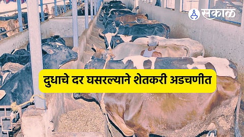 Shevgaon: दुष्काळाची झळ, दूध दराची कळ ! दुधाचे दर घसरल्याने संकट, जनावरं विकण्याची शेतकऱ्यांवर वेळ
