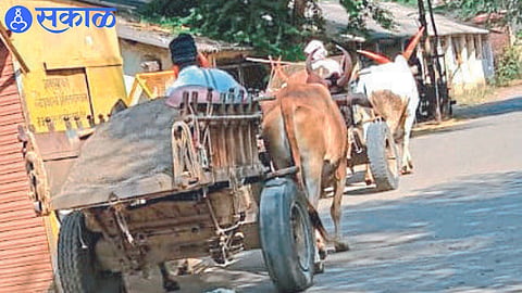 While transporting sand by bullock cart
