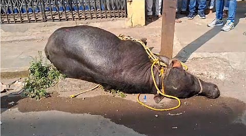 kalyan area durgadi fort wild bull-buffalo injured hitting the citizens fire brigade police