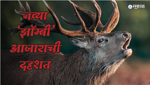 Zombie Deer Disease