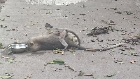 Monkey