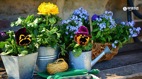 Gardening Tips