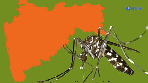 dengue infestation 