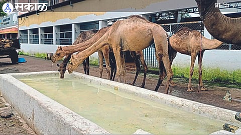 The camels taken for slaughter are brought to Ahimsatirtha Goshala, where they are being served.
