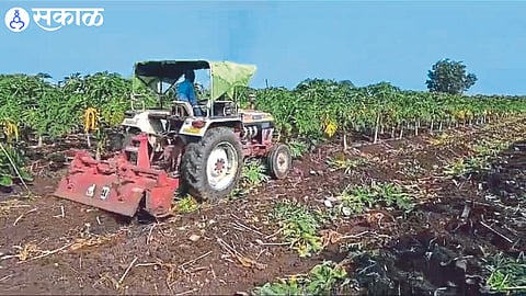 A farmer turning a rotavator on a papaya crop.
