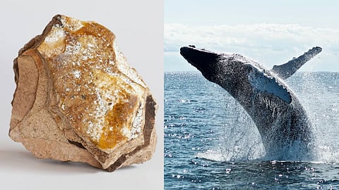 Whale Fish Vomit