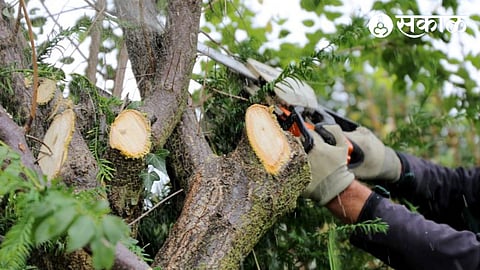 Tree Cutting