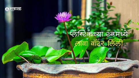 Gardening Tips