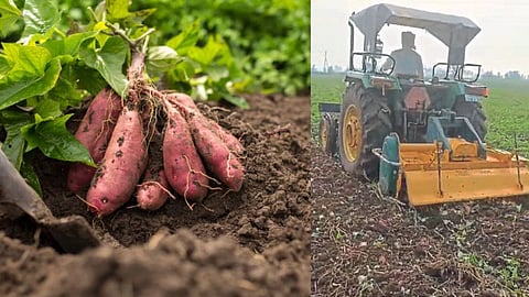 Sweet Potato Crop Karve Goleshwar Satara