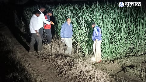 two goat and dog dies in leopard attack patas daund forest department 