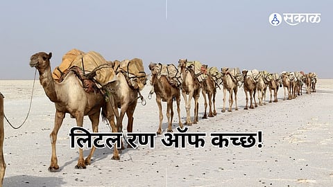 Gujrat, Kachh