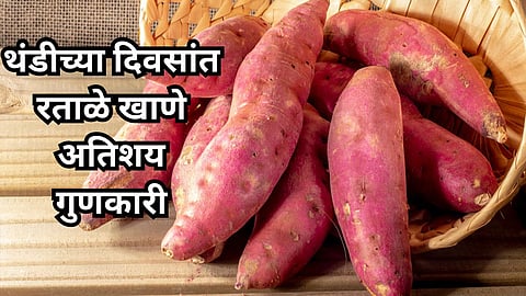 Sweet Potato : थंडीच्या दिवसांत रताळे खाणे अतिशय गुणकारी, शरीराला होतील अनेक फायदे