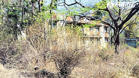 Buildings in Mary Colony are covered with trees.