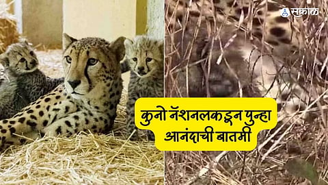 Cheetah Cubs Born in Kuno