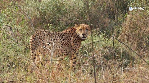 Cheetah Shaurya Passed Away 