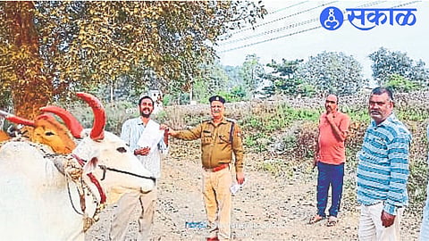 RPF giving notice to herdsmen who graze cattle in railway limits.