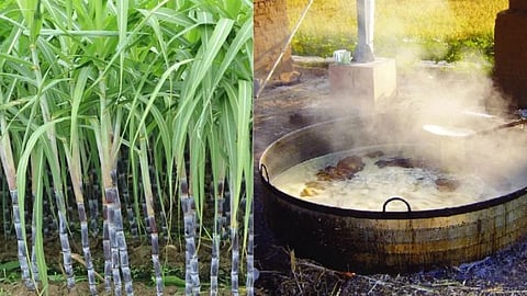 Central Government Molasses Export 