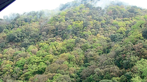 Forest