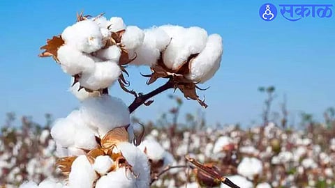 cotton