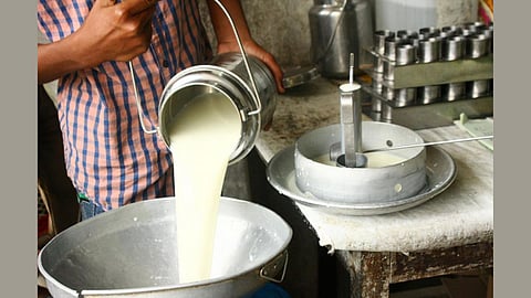 Milk Dairy