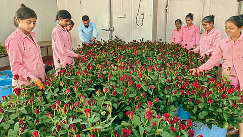 Red Rose