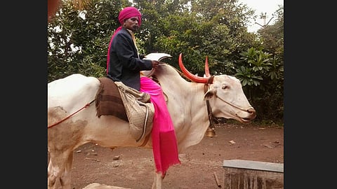 helvi with bullock